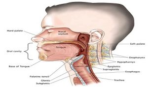 Updated Review of Head and Neck Cancer : Indian Scenario