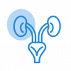 urinary-bladder